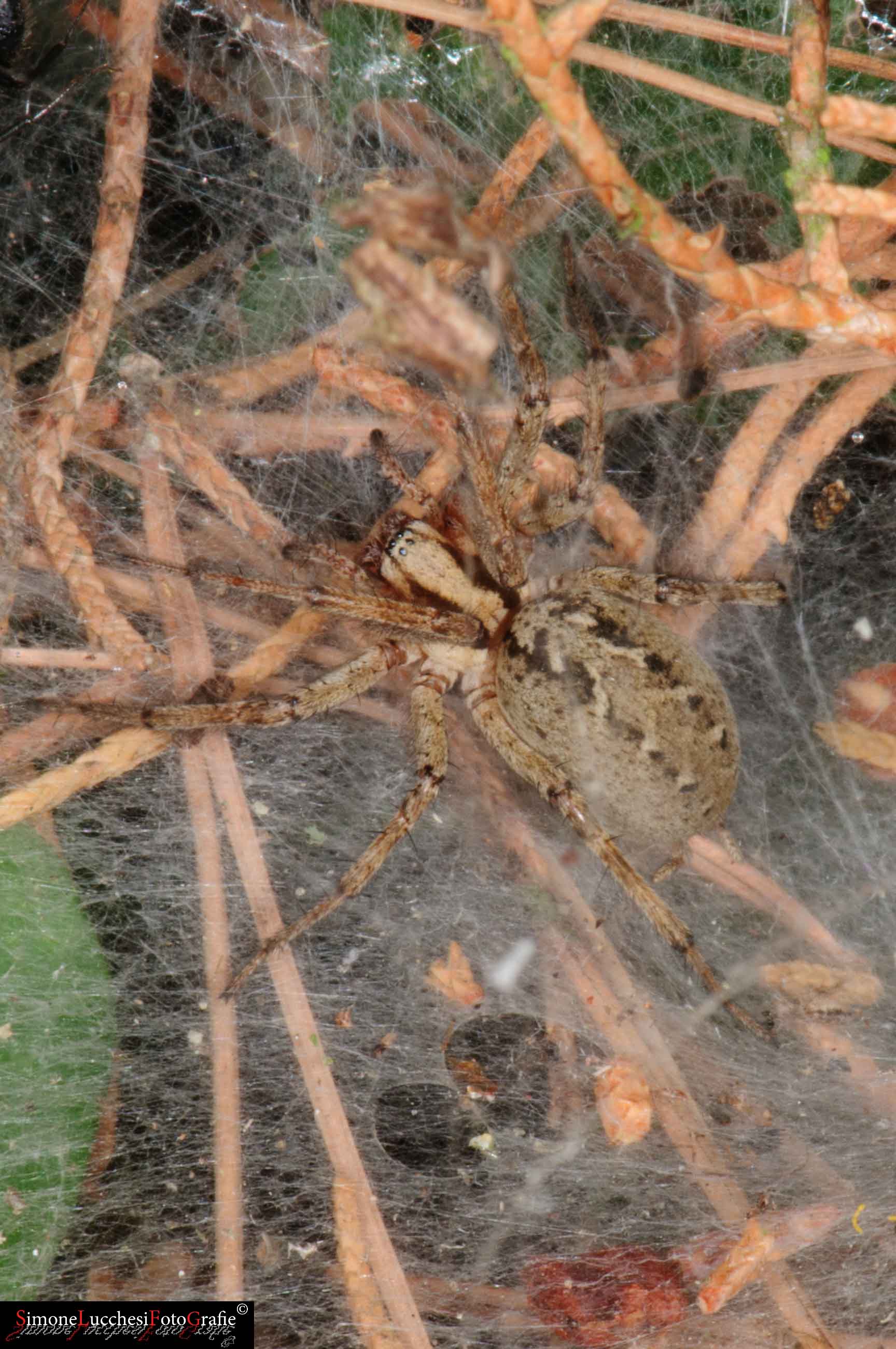 Agelena labyrinthica